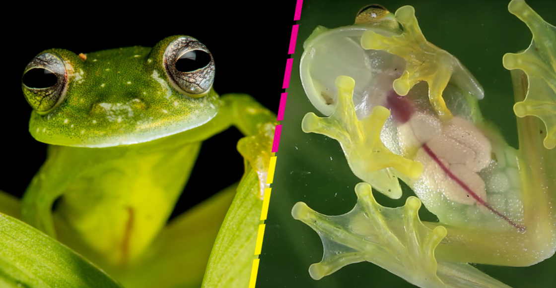 Así es como las ranas de cristal logran volverse transparentes