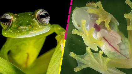 Así es como las ranas de cristal logran volverse transparentes