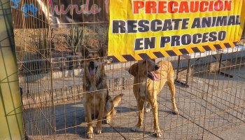 rescataron-cuatro-perritos-basilica