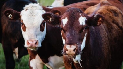 Vacas producen el 60 % de gases de efecto invernadero en el mundo.