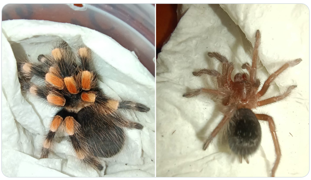 tarantula-araña-profepa-hidalgo