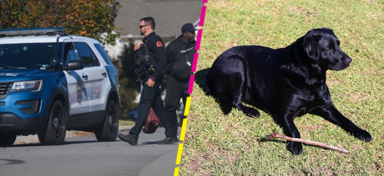 Hombre le dispara 9 veces al perro de su vecino por entrar a su jardín al perseguir una ardilla