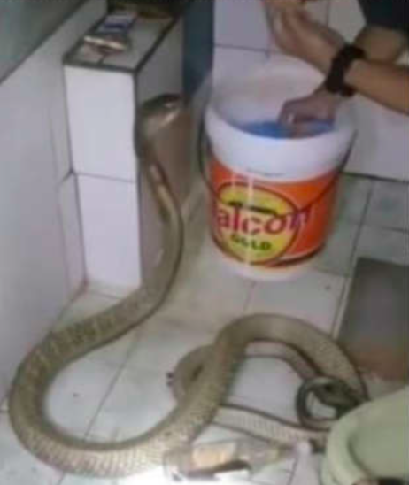 Casual: Joven se vuelve viral por bañar a su mascota serpiente