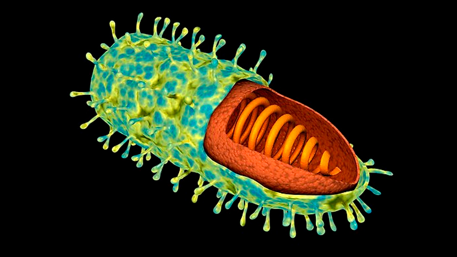 virus-rabia-medicina