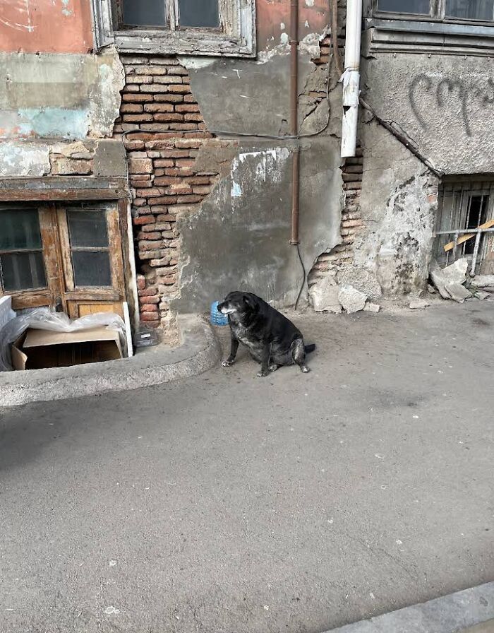 Esta perrita tenía su propio punto de referencia en Google Maps