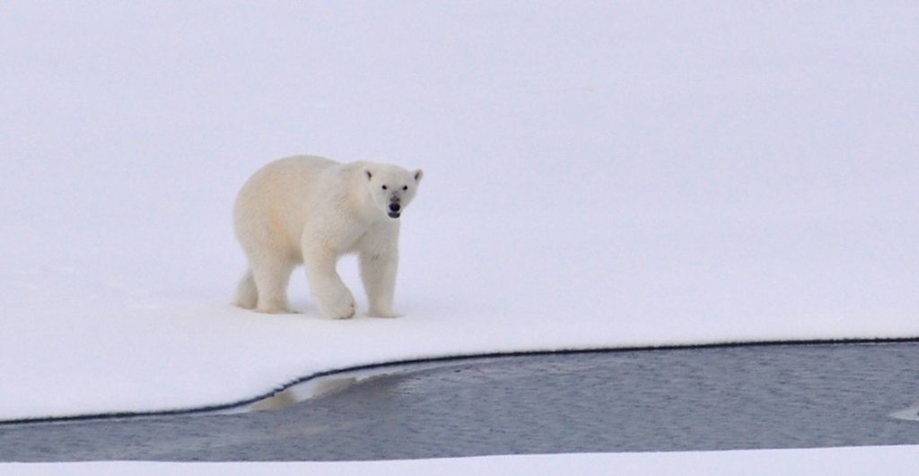 ataque-oso-polar-alaska-mueren-2-personas-pueblo-extrano-crisis-climatica