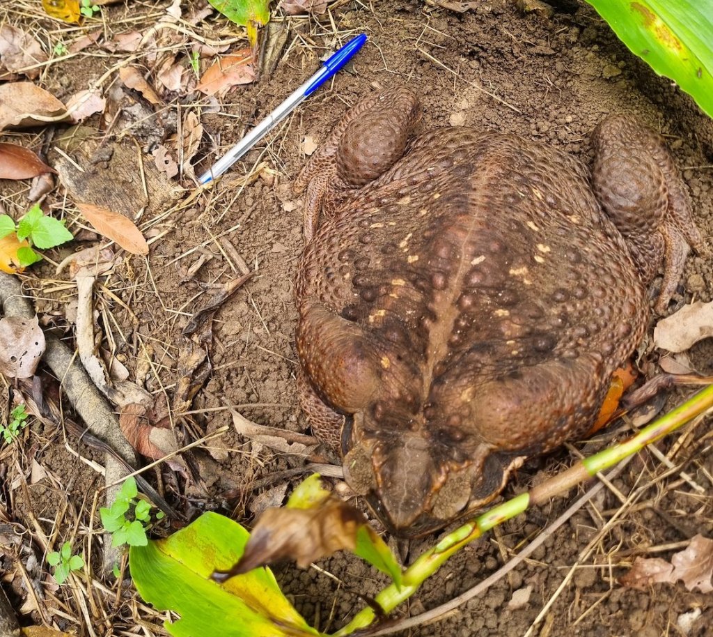 El enorme sapo que encontraron en Australia y tiene el peso de un bebé