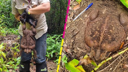 enorme-sapo-toadzilla-australia