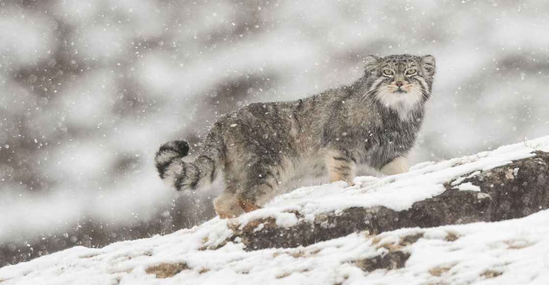 gato-everest-felino-pallas-descubren-especie-montana-2