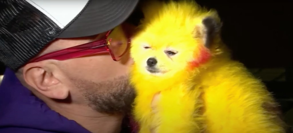 Hombre pinta a su perrito como Pikachu y ya le cayó la ley