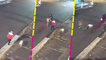 Perrito recibe disparo al salvar a su dueño de un asalto