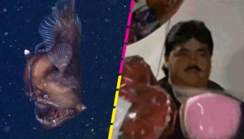 La trágica historia de los peces que o mueren “vírgenes” o se “atan” a su pareja por siempre