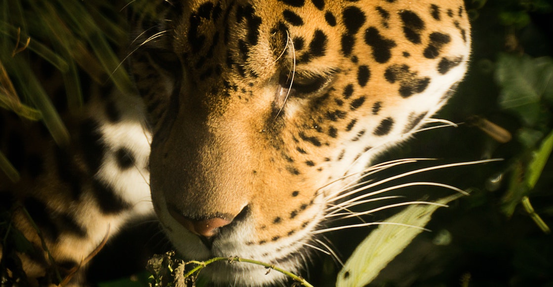 atropellaron-jaguar-riviera-maya