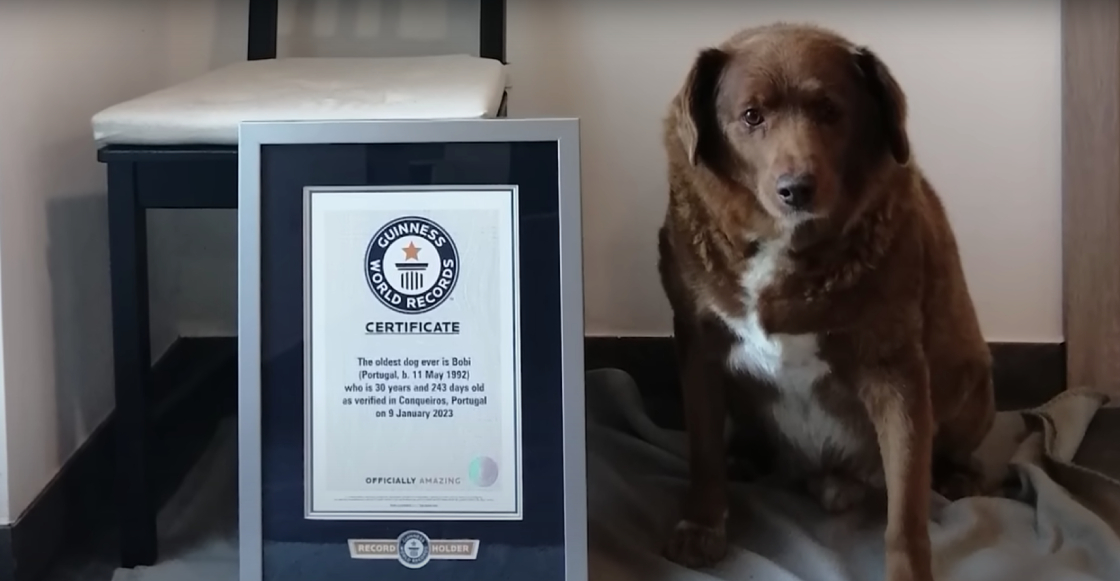 Bobi, el perrito más viejo de la historia según los Records Guinness