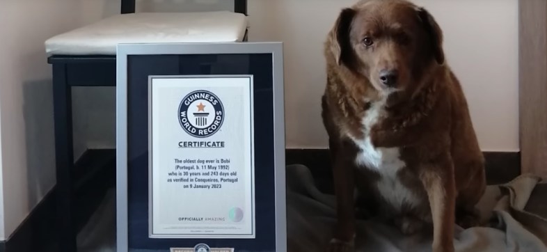 Bobi, el perrito más viejo de la historia según los Records Guinness