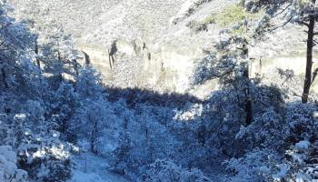 chihuahua-nieve-2-febrero-nevada