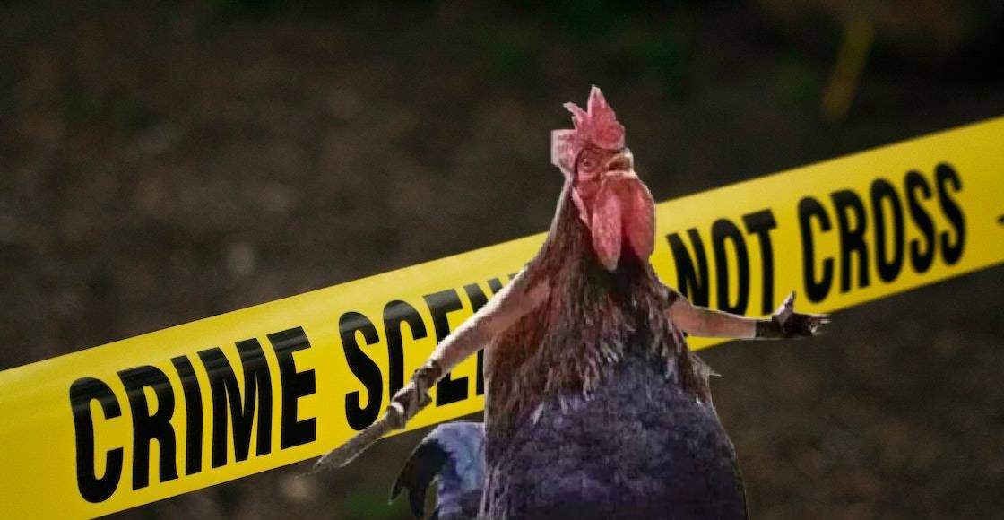 Un hombre en Irlanda murió por las heridas que le provocó un gallo.