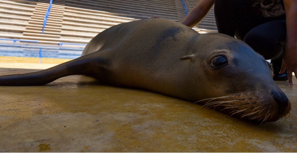 Ante la contingencia por COVID-19 el Bioparque Estrella busca apoyo para poder alimentar a los animales que viven en este lugar, ofreciendo entradas a bajo precio a través de redes sociales, y que podrán ser canjeadas cuando vuelvan a abrir sus puertas.