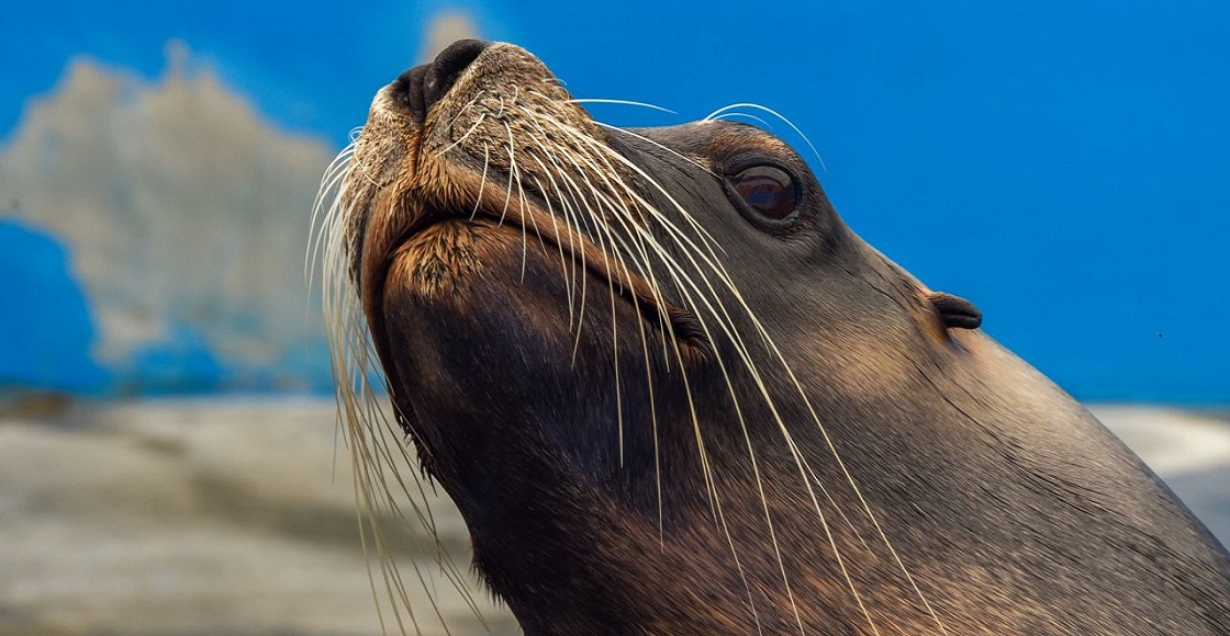 Ante la contingencia por COVID-19 el Bioparque Estrella busca apoyo para poder alimentar a los animales que viven en este lugar, ofreciendo entradas a bajo precio a través de redes sociales, y que podrán ser canjeadas cuando vuelvan a abrir sus puertas.