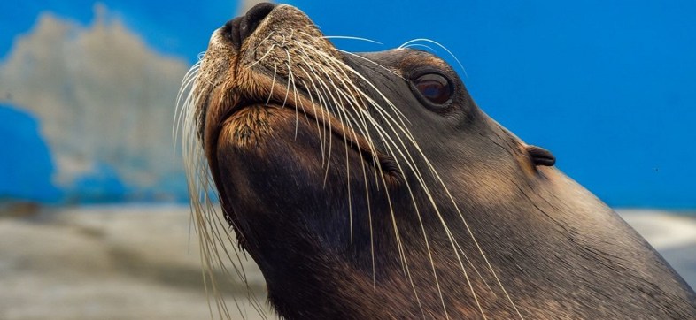 Ante la contingencia por COVID-19 el Bioparque Estrella busca apoyo para poder alimentar a los animales que viven en este lugar, ofreciendo entradas a bajo precio a través de redes sociales, y que podrán ser canjeadas cuando vuelvan a abrir sus puertas.