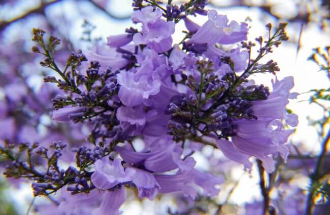 la-historia-de-la-llegada-de-las-jacarandas-a-mexico