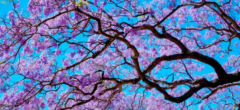 La historia de la llegada de las jacarandas a México