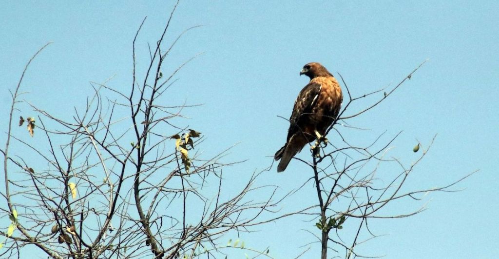 murieron-aguilas-reales-chapultepec