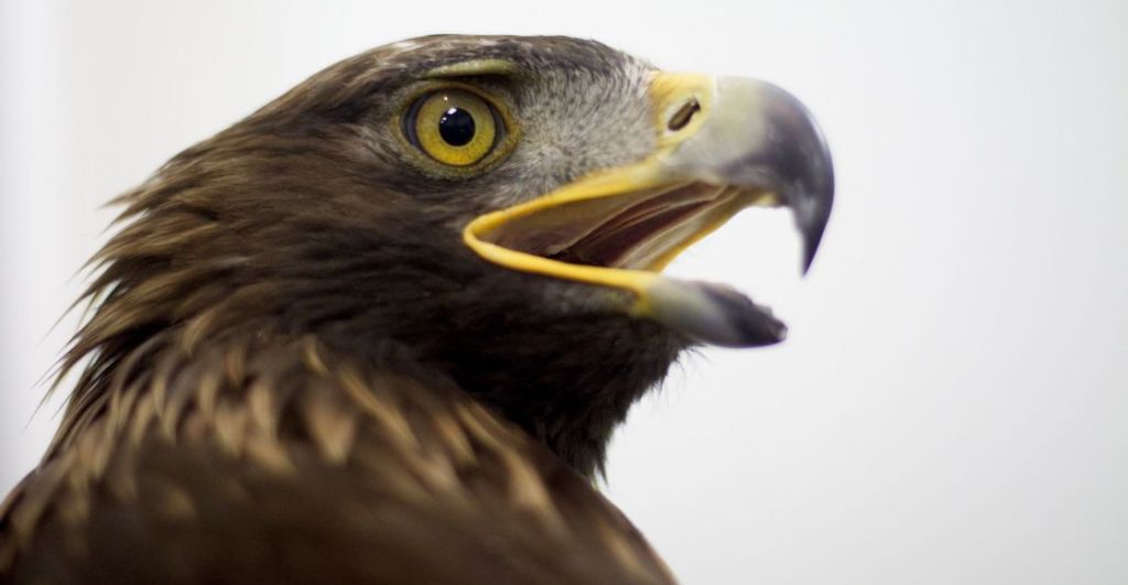 Murieron 2 de las 3 águilas reales del Zoológico de Chapultepec