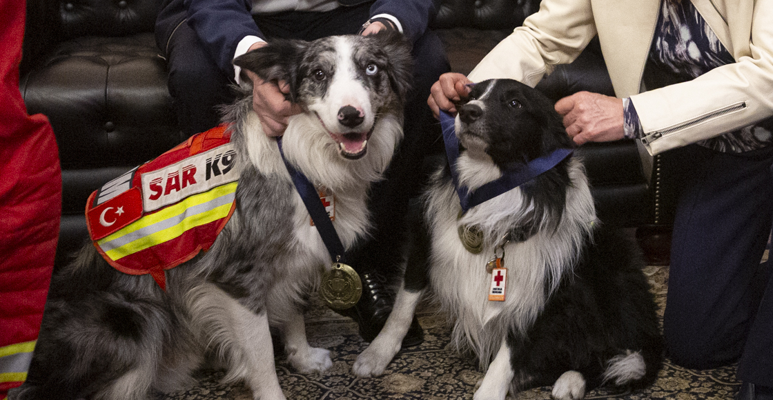 Los perritos Orly y Balam recibiendo una medalla en Querétaro