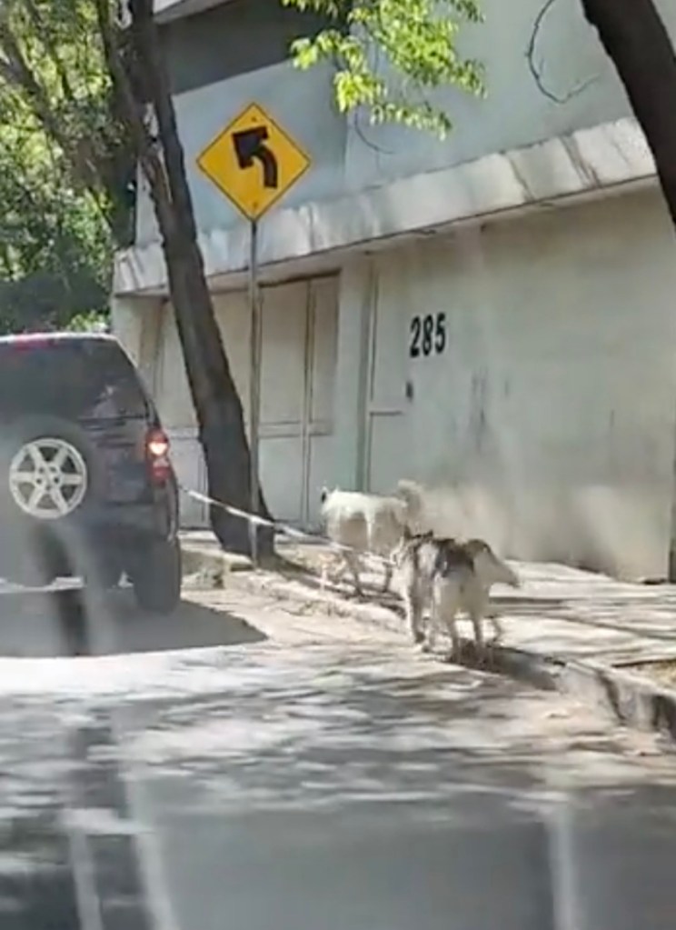 perritos-lomas-video-cdmx