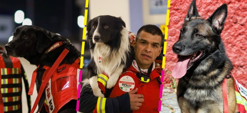 perritos-rescatistas-sre-turquia-ayuda-sismo