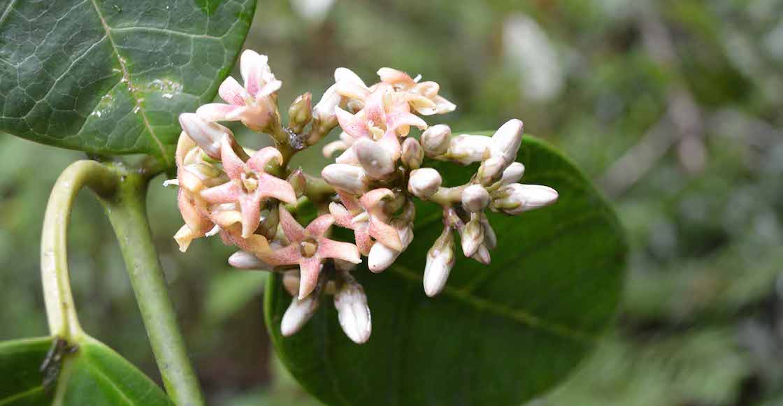 Así luce la nueva especie de planta que la UNAM descubrió en Oaxaca.