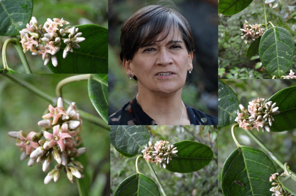 La nueva especie de planta que descubrió la UNAM.