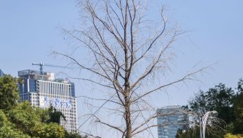 ahuehuete-reforma-cambiar-tirar-otro-igual-cdmx-glorieta.