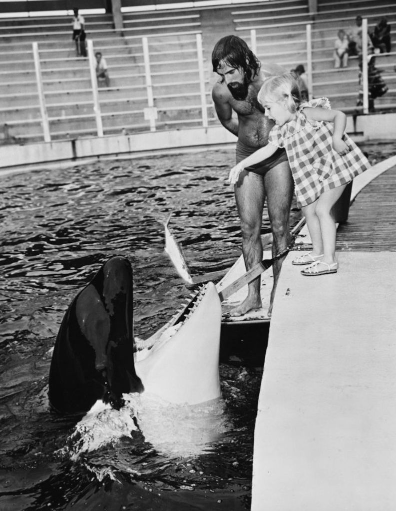 Orca Lolita.