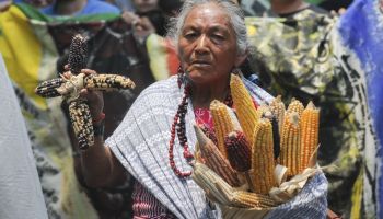 México debe permitir maíz transgénico de Estados Unidos