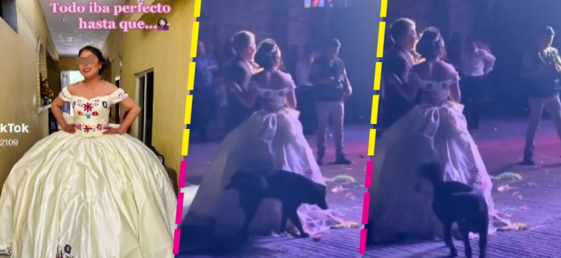 Perrito se cuela en fiesta de XV años y orina el vestido de la quinceañera