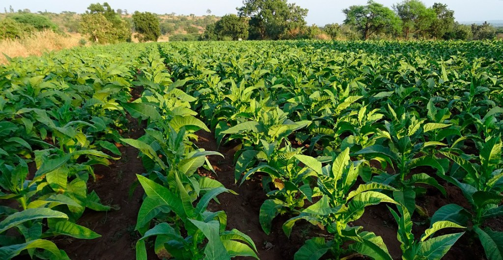 plantas-tabaco-estres-llorar