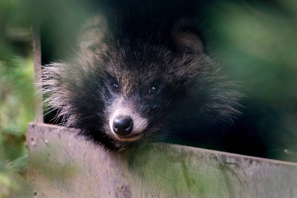 ¿Qué son los perros mapache y por qué son los nuevos ‘culpables’ de la pandemia de COVID-19?