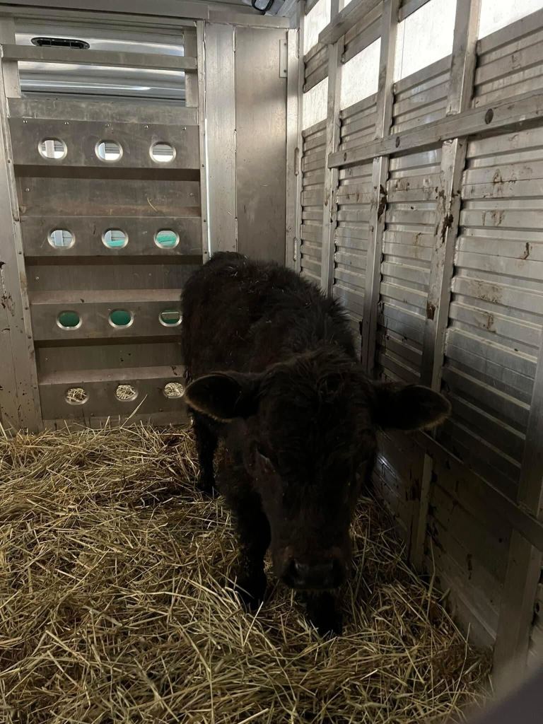 Una vaca escapó del matadero y ahora vivirá en un santuario