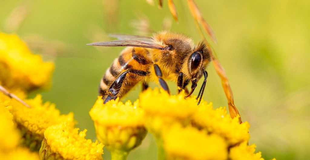 abejas-importancia-datos