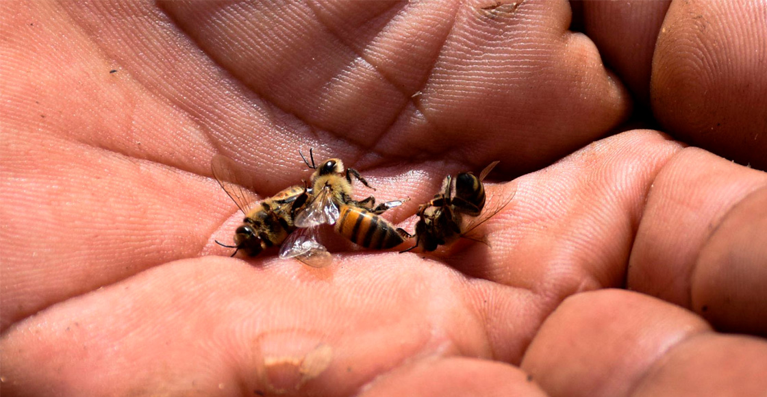 abejas-intoxicacion-masiva-campeche