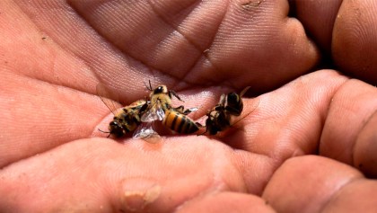 abejas-intoxicacion-masiva-campeche