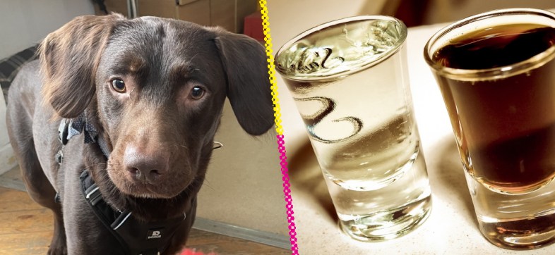 Coco, perrito que fue rescatado de su adicción al alcohol