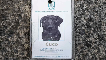 cuco imss perrito 2