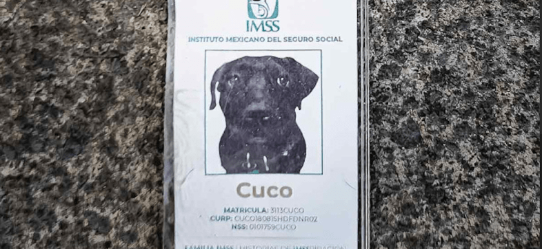 cuco imss perrito 2