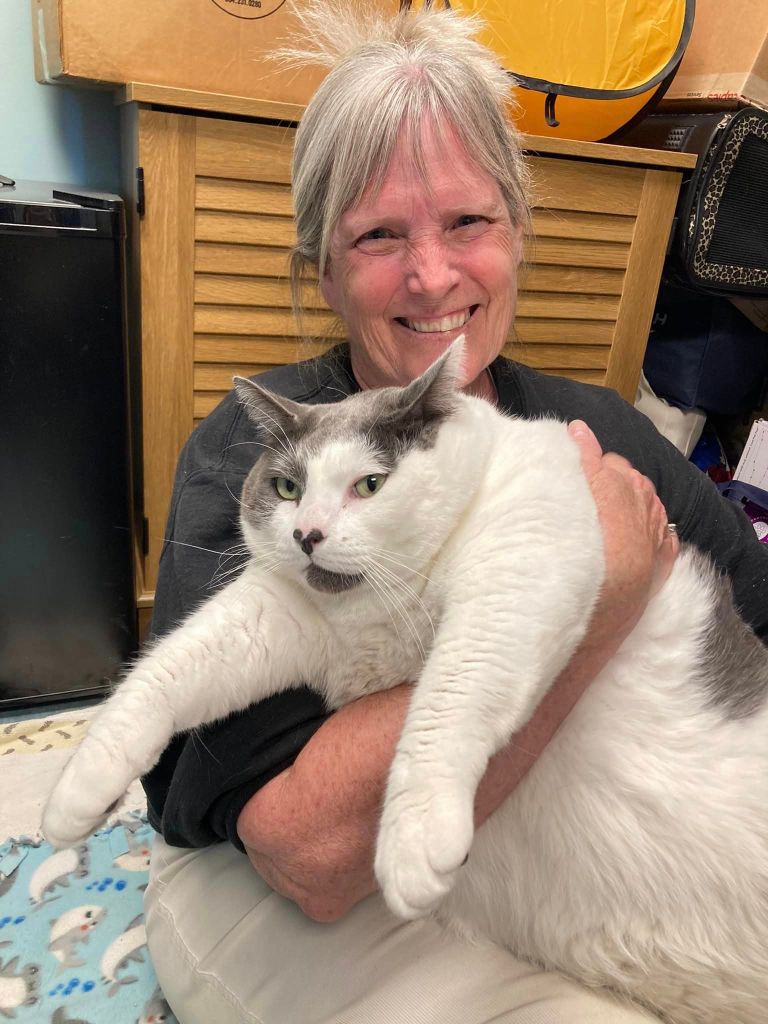 Patches, un tierno gatito obeso que encontró un nuevo hogar