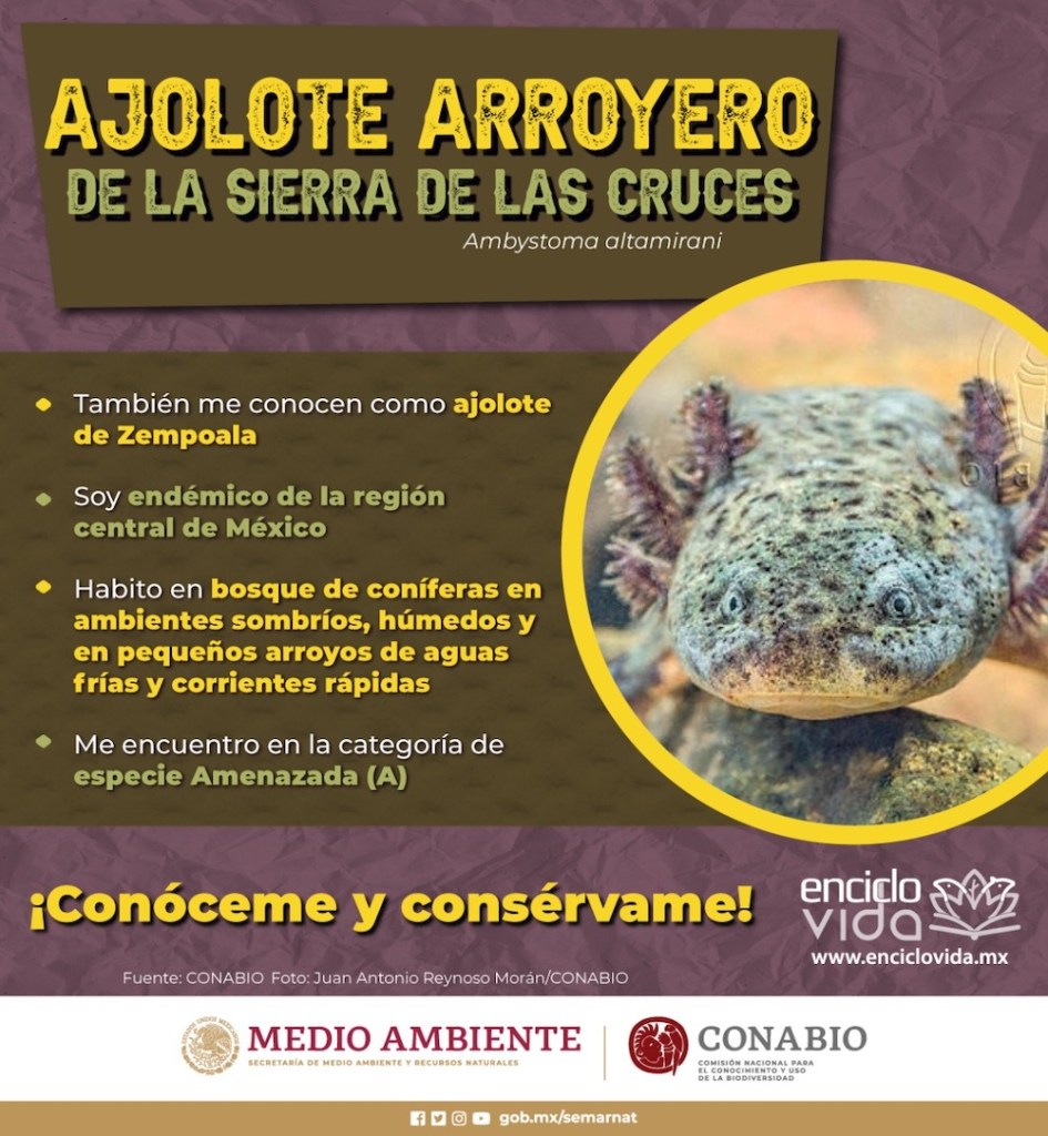 ajolote-arroyero-edomex-preservacion