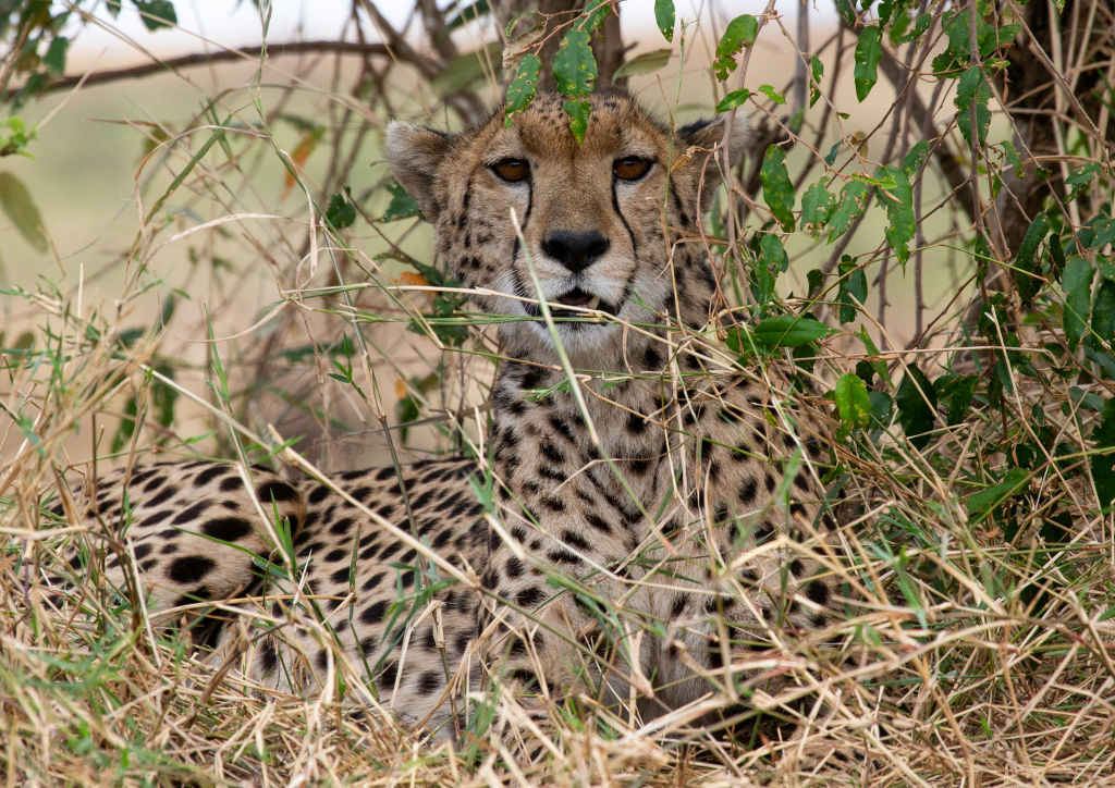 La chita es el animal de tierra más rápido del mundo