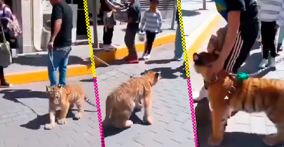 ¿Es legal tener cachorros de león o tigre?